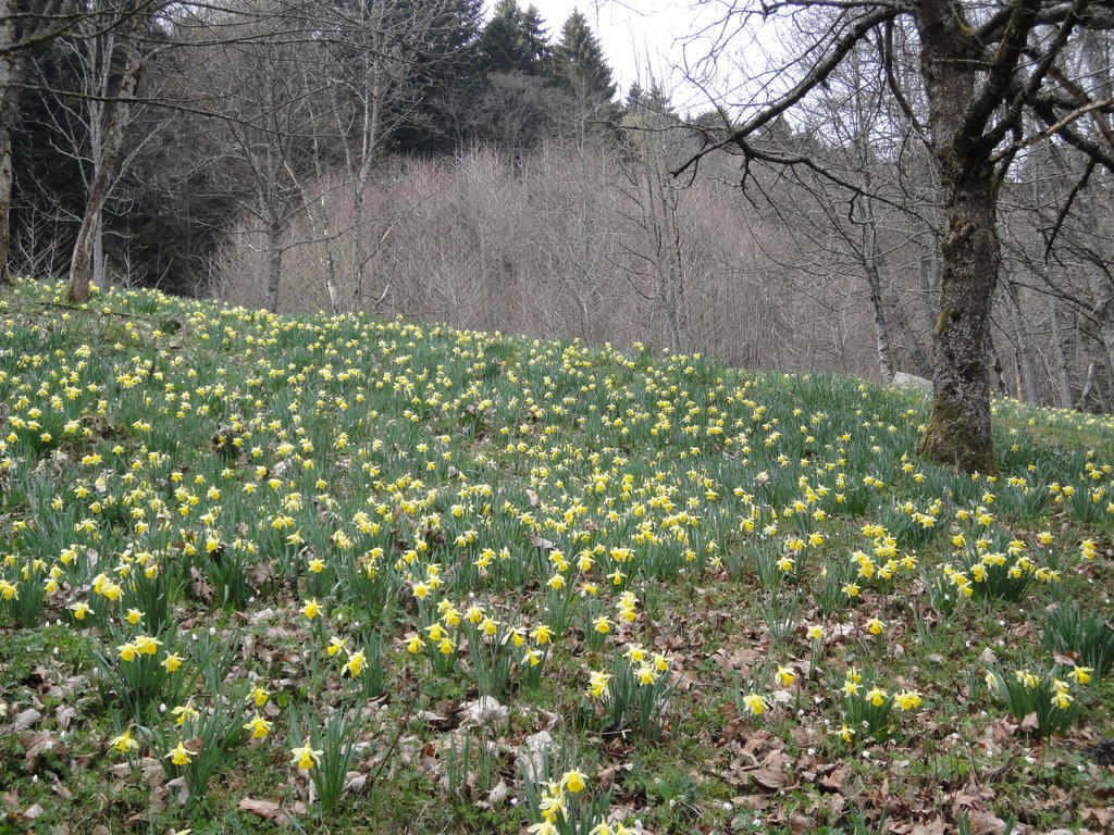 Gite Plein Sud Metzeral Buitenkant foto