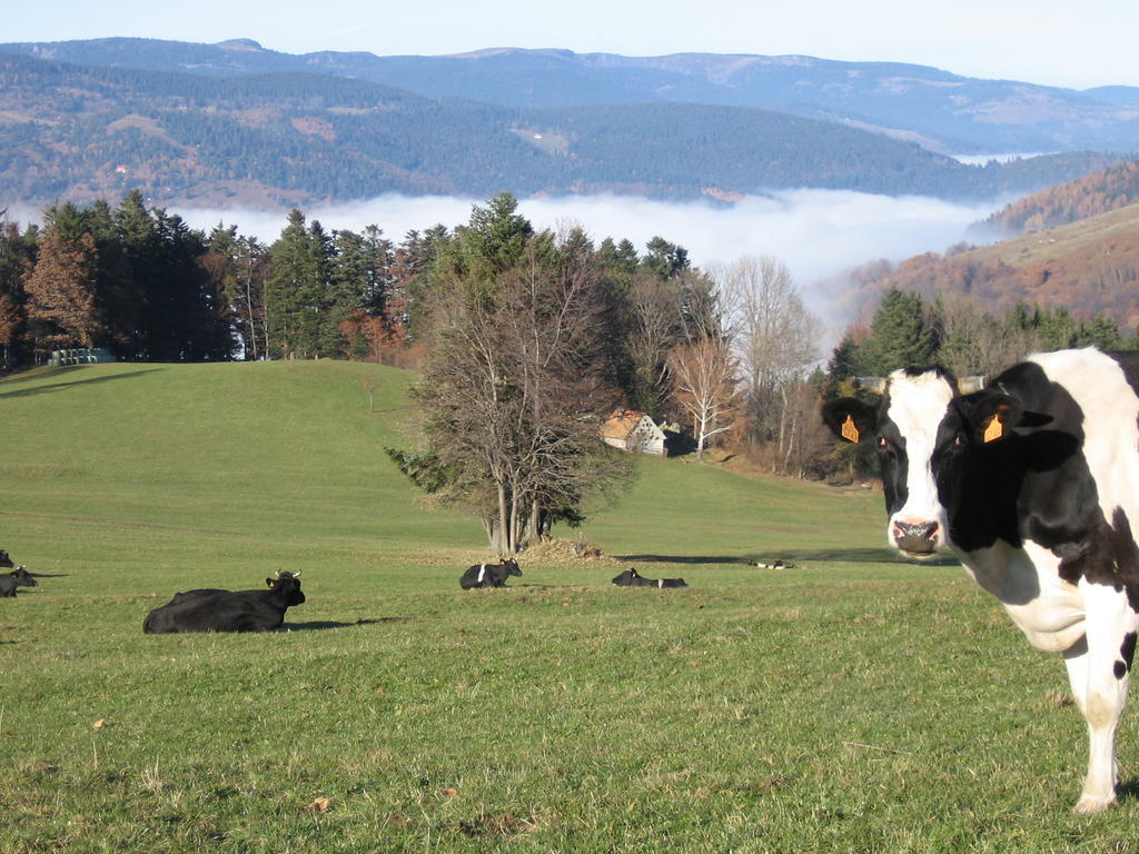 Gite Plein Sud Metzeral Buitenkant foto